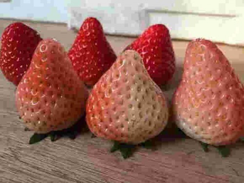 青海甜查理草莓几月份上市
