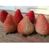 广东京泉香草莓生长期管理