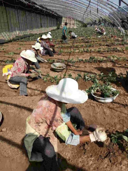 重庆市京泉香草莓种植前准备工作