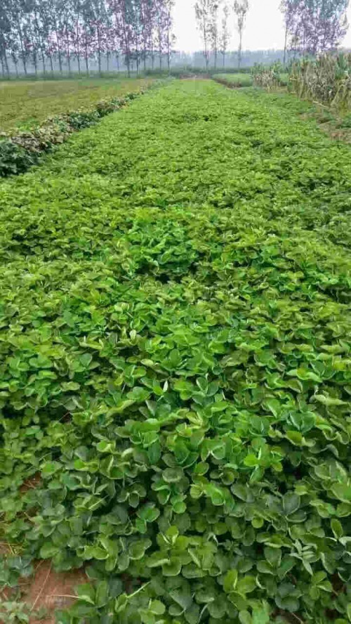 北京市桃熏草莓苗种植前注意事项