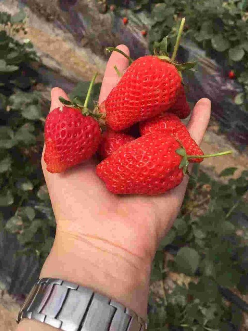 陕西红颜草莓大棚种植用什么底肥