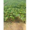 湖南章姬草莓苗怎样种植