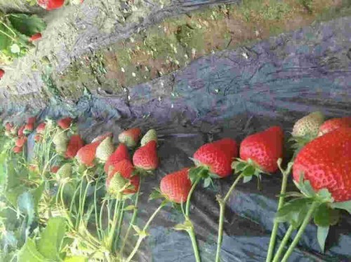 青海章姬草莓大棚种植管理方法