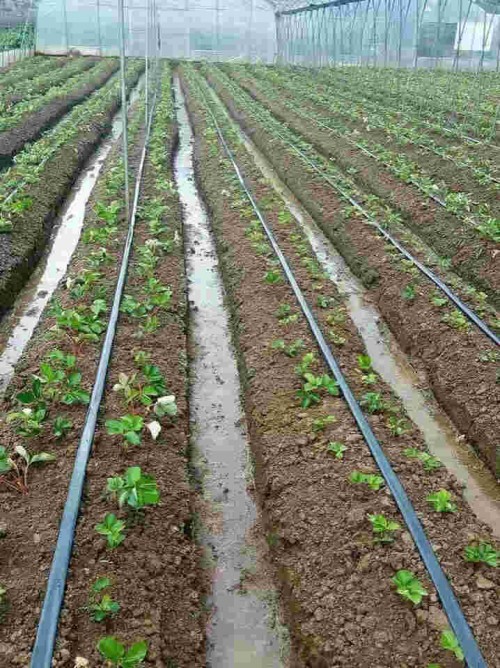天津市章姬草莓苗怎样栽培产量高