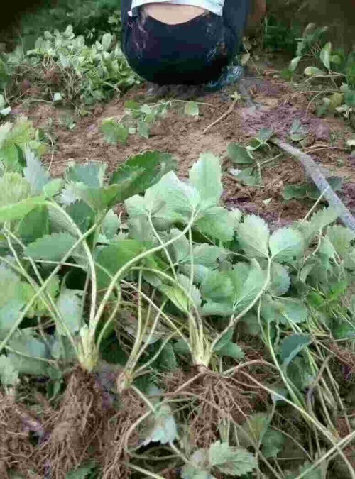 上海市京桃香草莓苗多少钱1株