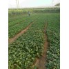 四川京泉香草莓生长期使用什么肥料