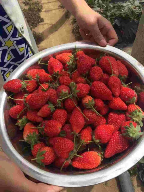 河南京桃香草莓生长期管理