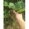 安徽京桃香草莓种植用什么底肥