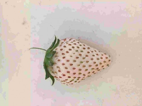 江苏京泉香草莓怎样种植