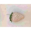 天津市桃熏草莓苗种植时间