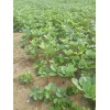 天津市法兰地草莓苗怎样种植