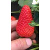 四川法兰地草莓上市时间
