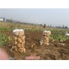新闻:河北定州蔬菜代办公司(推荐商家)(图)_河北玉田马铃薯