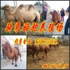 安徽省亳州哪里可以买到骑乘马
