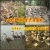 青海省西宁哪里有卖鸿雁的多少钱