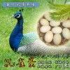 台湾省台东县哪里有卖蓝孔雀的