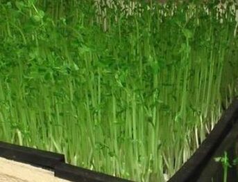 临邑芽苗菜绿色蔬菜室内立体种菜
